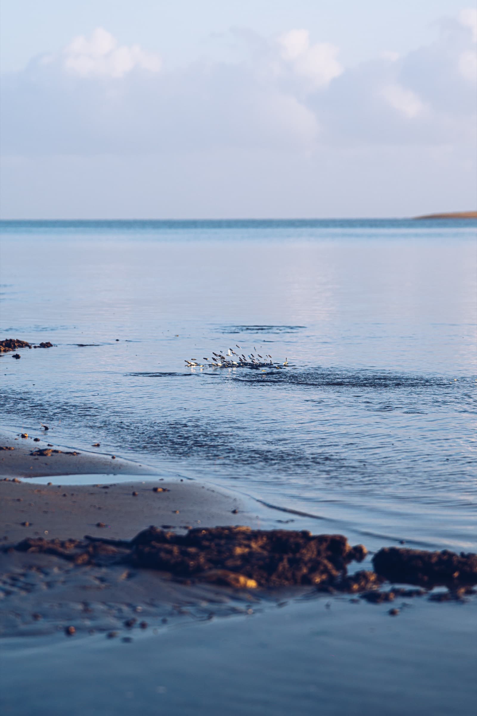 Mar calmo no início da manhã com aves rasando a água, azul suave