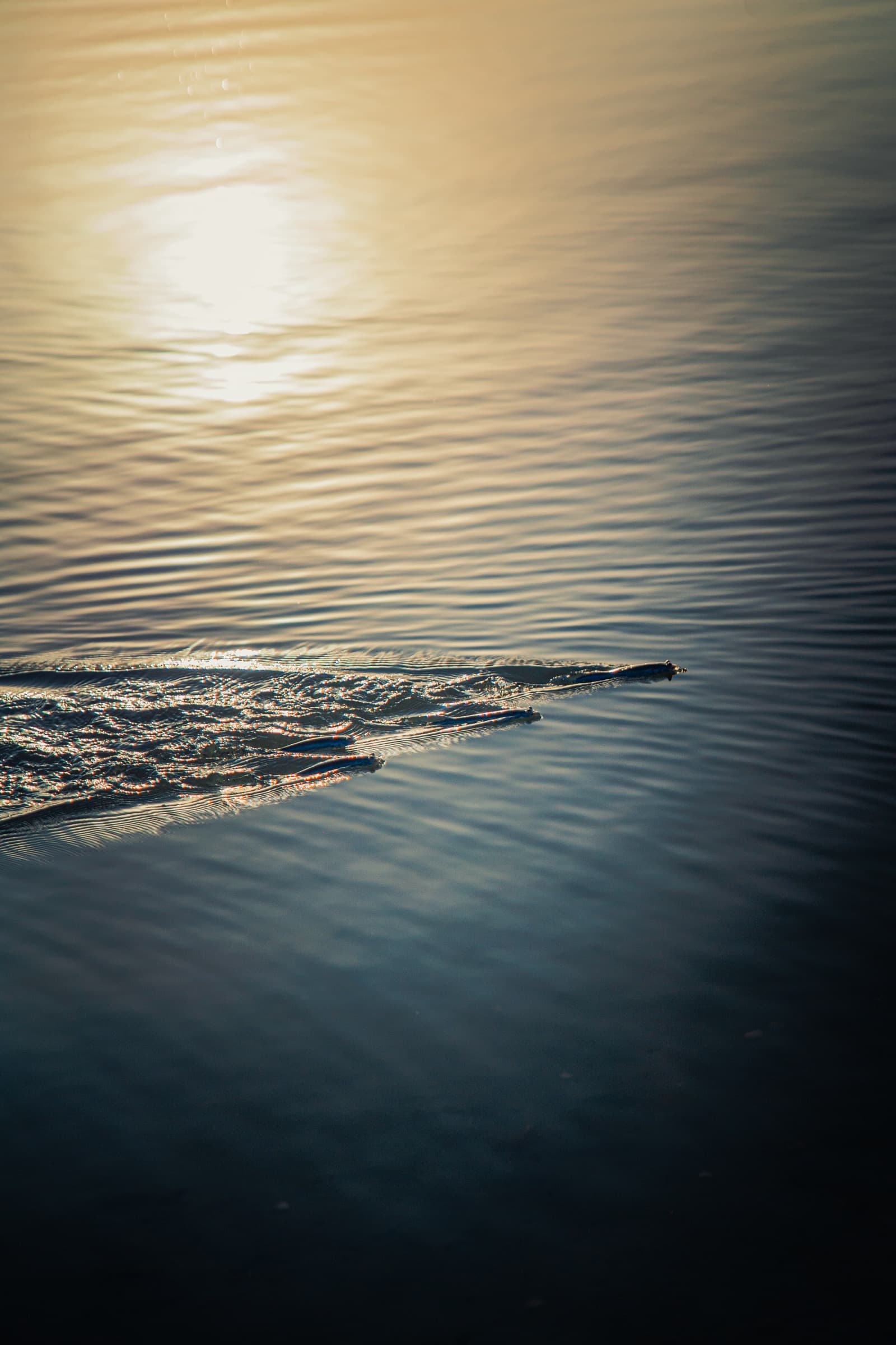 Pequenos peixes cortando a superfície da água sob o reflexo dourado do sol